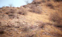 Can You Spot the Camouflaged Leopard Blending Perfectly Into This Rocky Hillside Scene?