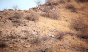 Can You Spot the Camouflaged Leopard Blending Perfectly Into This Rocky Hillside Scene?