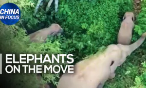 Another Elephant Herd in Southwest China