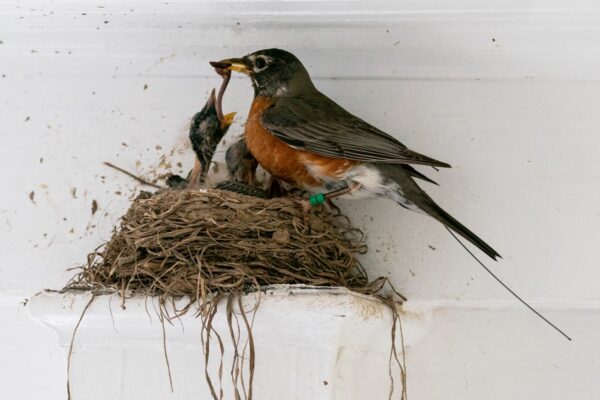 american-robin