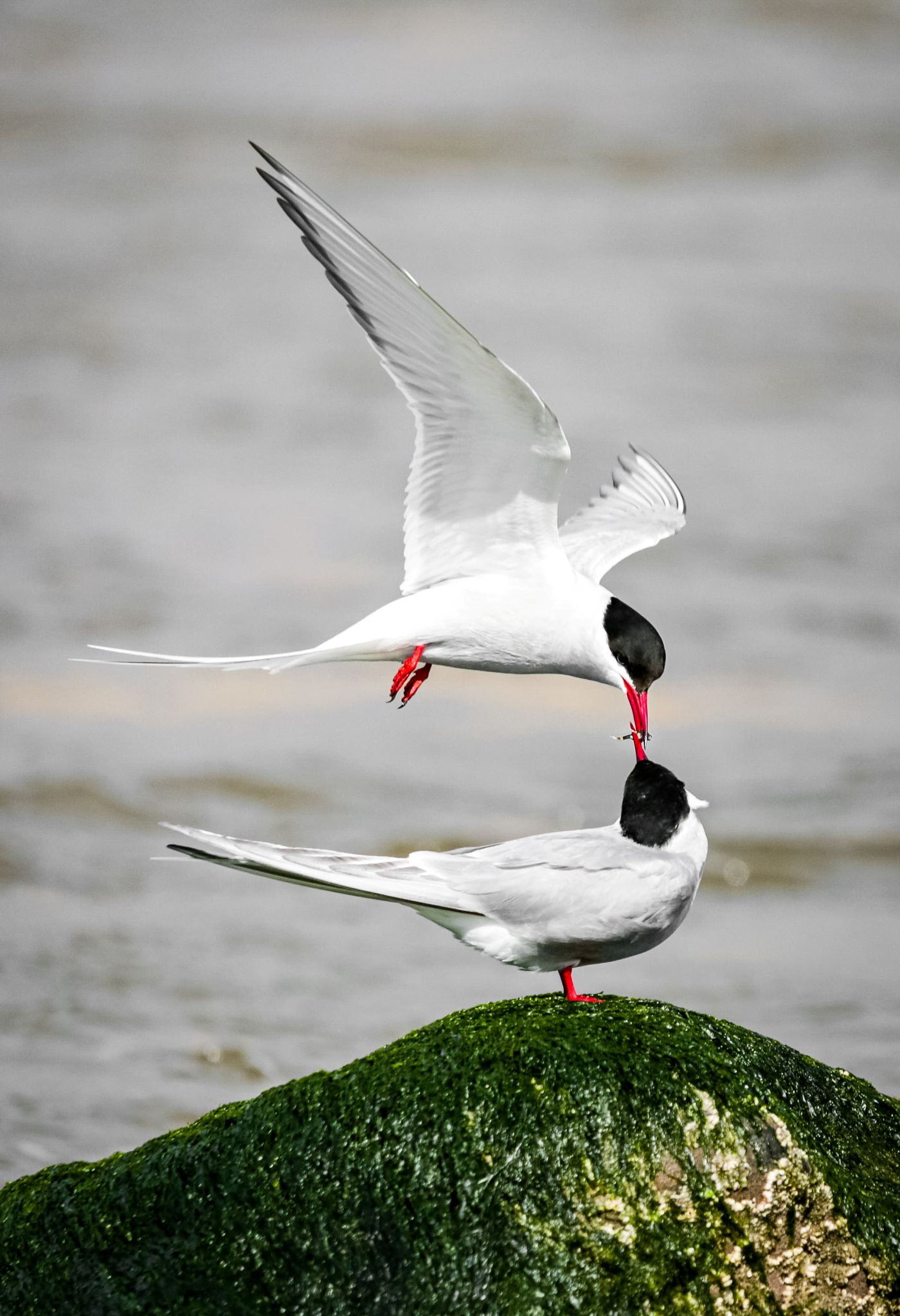 Epoch Times Photo
