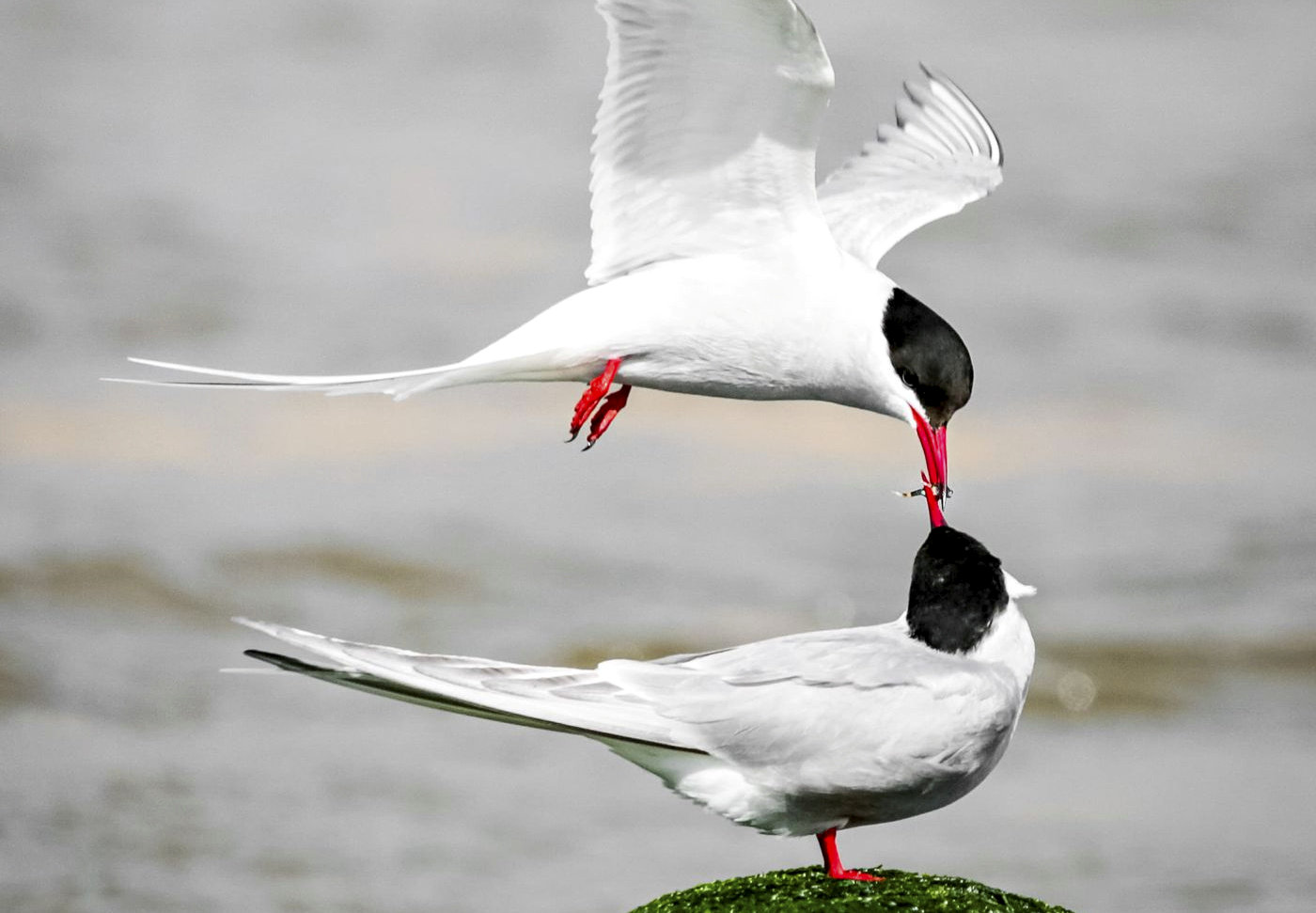 Epoch Times Photo