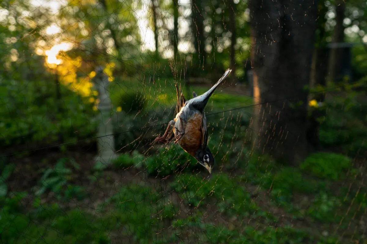An American robin sits in a nylon net at sunrise, in Silver Spring, Md., on April 24, 2021. (Carolyn Kaster/AP Photo)