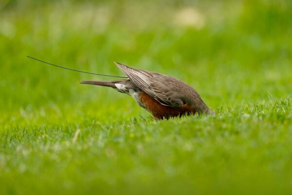 robin-feeds