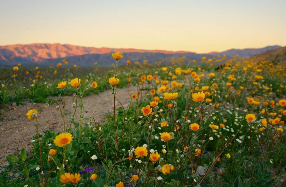 Wildflowers dot the Palm Springs landscape outside of town. (Visit Greater Palm Springs)