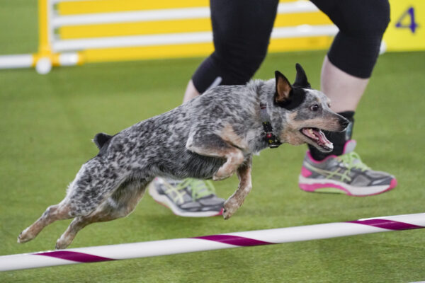 Westminster Dog Show