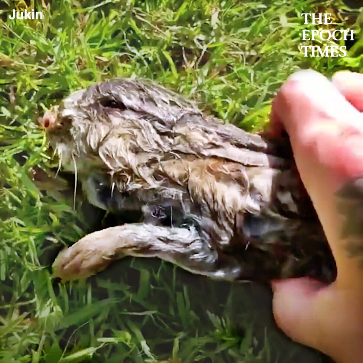 Man Rescues Unconscious Bunny From Lake