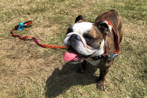 Stella, a bulldog