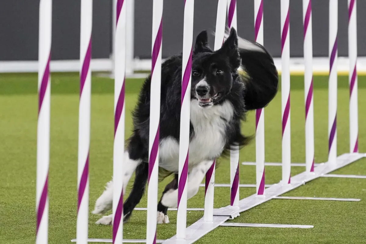 Verb, a border collie, competes during the finals of the agility competition at the Westminster Kennel Club dog show in Tarrytown, N.Y., on June 11, 2021. (Mary Altaffer/AP Photo)