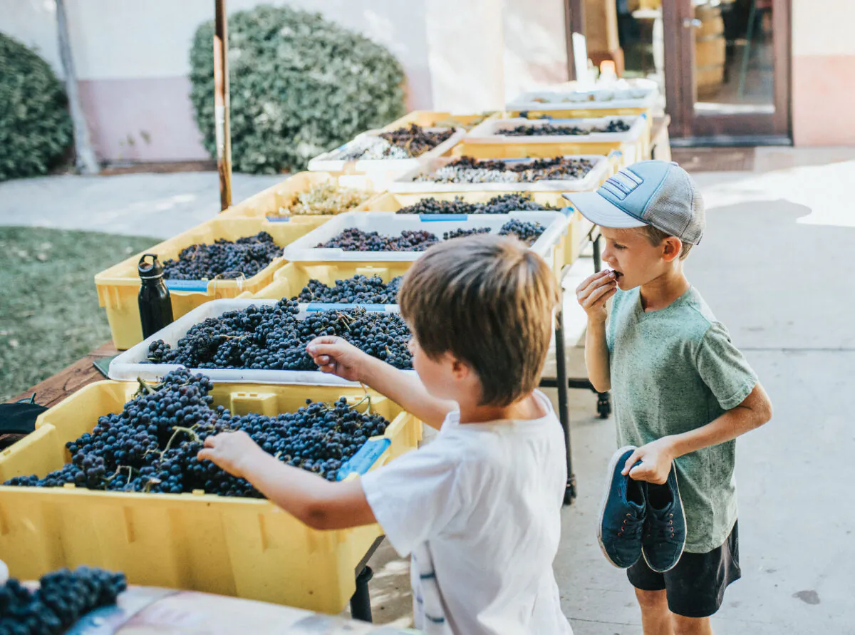 Children taste grapes that will become wine at Castoro Cellars in Templeton, Calif. (Courtesy of Margot Black)