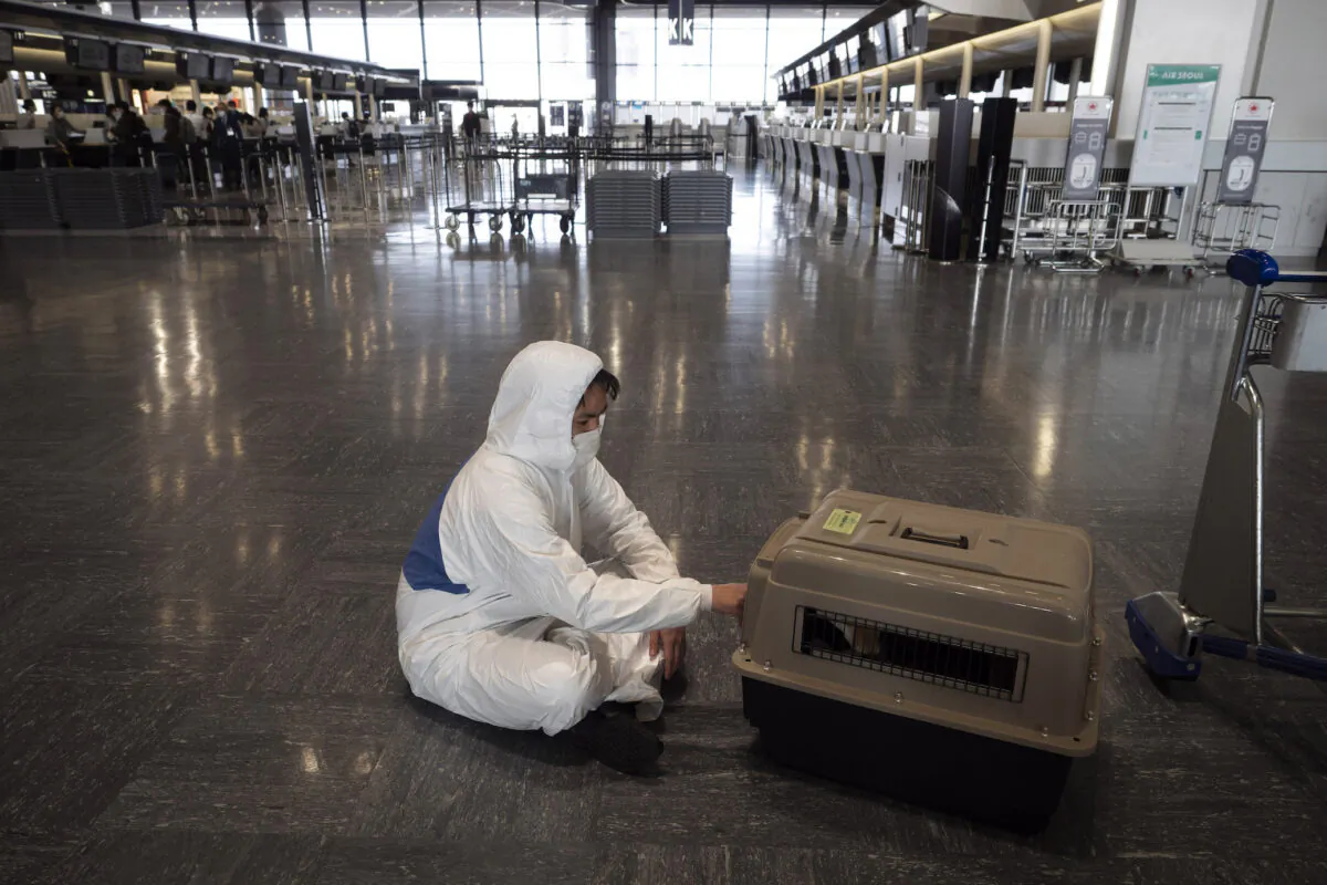 A traveler wearing a hazmat suit tries to calm his dog sitting in a cage before boarding a plane at the Narita International Airport in Nairta, near Tokyo, Japan, on April 2, 2020. (Jae C. Hong/AP Photo)