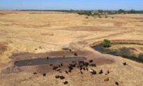 Farmers Worry as California’s Extreme Drought Hits Crops