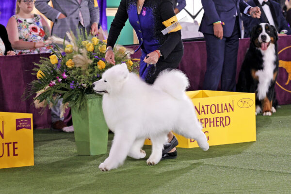 Striker the Samoyed