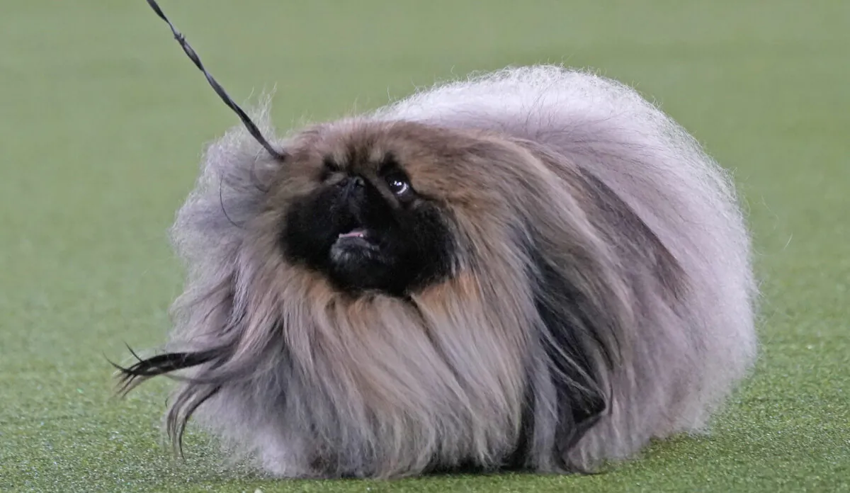 Pekingese "Wasabi" walks with its handler in the Best in Show at the Westminster Kennel Club dog show in Tarrytown, N.Y., on June 13, 2021. (Kathy Willens/AP Photo)
