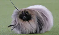Top Dog! Pekingese Named Wasabi Wins Westminster Show