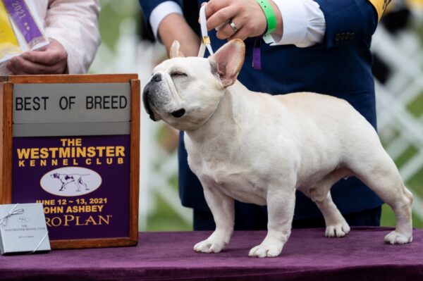 Mathew, a French bulldog, wins the top prize