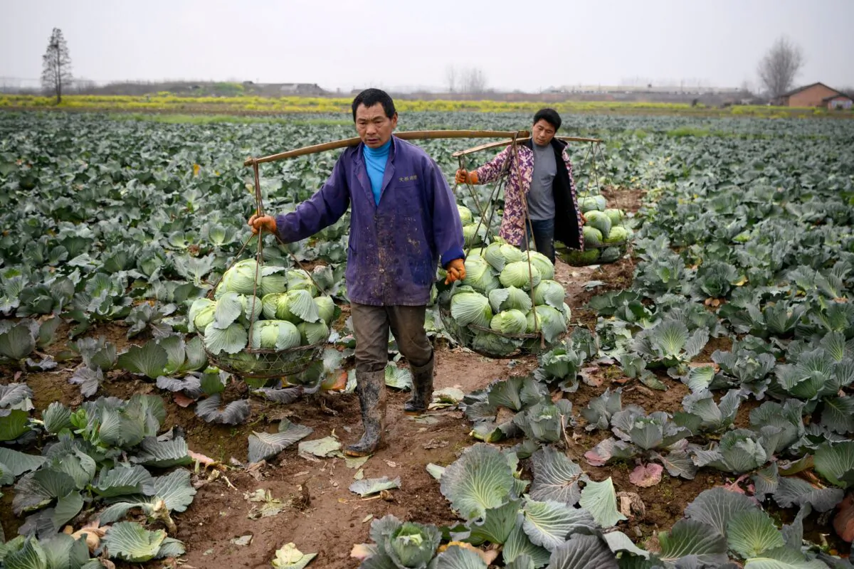 Farmers harvest cabbage at Huarong county in southern China’s Hunan Province on March 5, 2020. (Noel Celis/AFP via Getty Images)