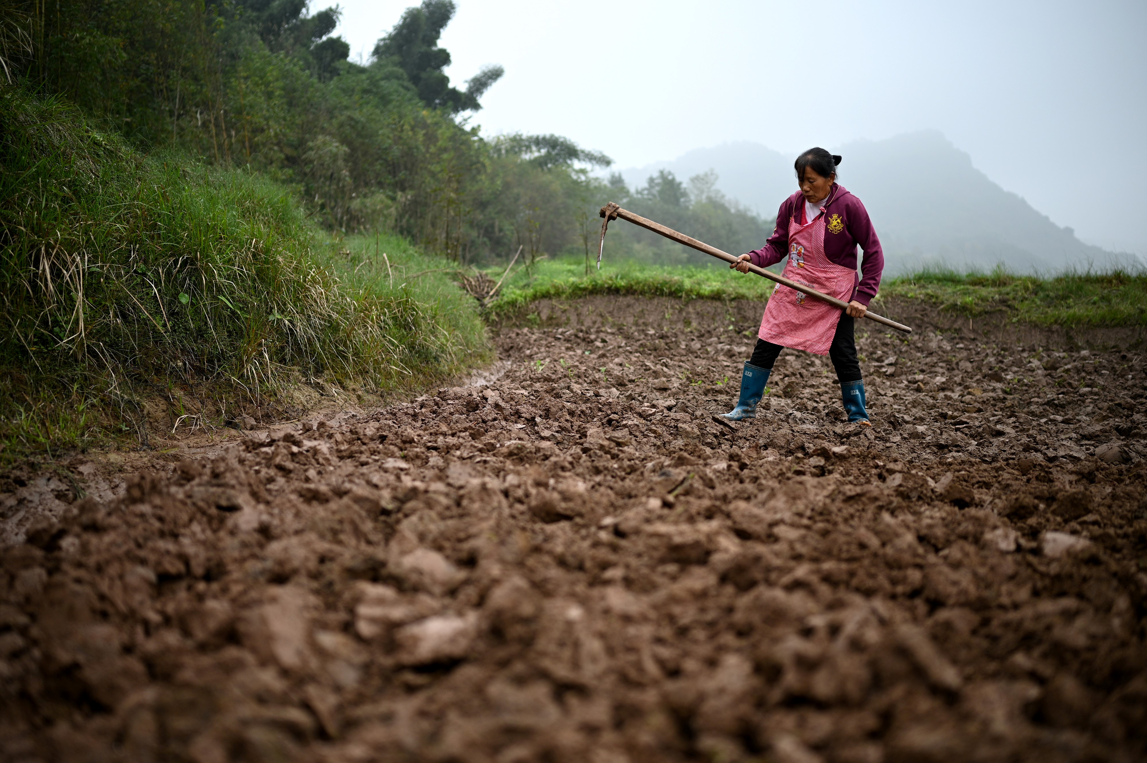 Chinese Peasants Ordered to Turn Forests Into Grain Fields as Threat of Food Crisis Looms - Vimarsana News