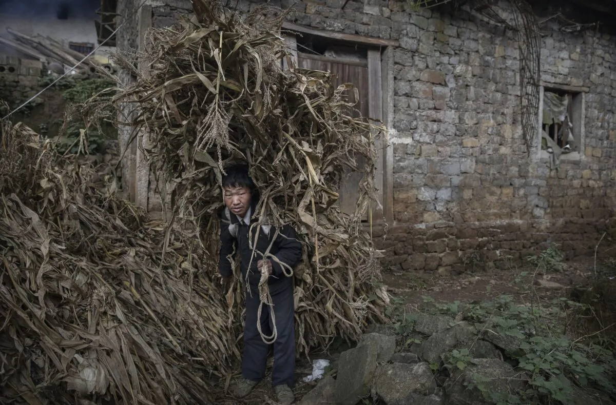 A farmer carries corn husks for feeding animals in Xiaobatian village, southwestern China’s Guizhou Province on Feb. 7, 2017. (Kevin Frayer/Getty Images)