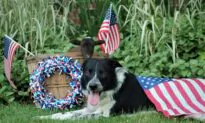 Fido and Fireworks