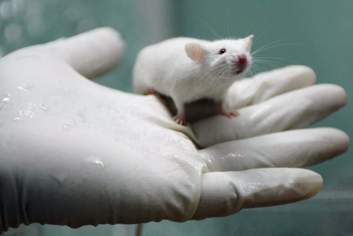 A worker holds a white rat at the State Key Laboratory of Biotherapy established by the West China Medical School of Sichuan University in Chengdu of Sichuan Province, southwest China, on Aug. 3, 2005. (China Photos/Getty Images)