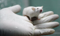 Lab Rat Offspring Got Rib Malformations After COVID Vaccination: Moderna Trial Documents