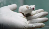 Male Rats Giving Birth Shows Need to Regulate Biotechnology
