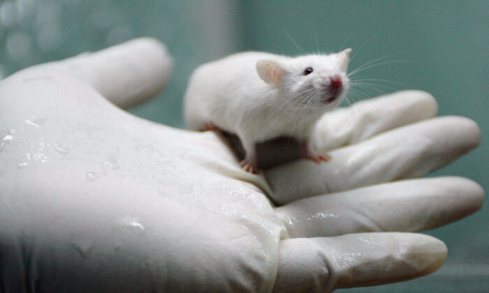 A worker holds a white rat at the State Key Laboratory of Biotherapy established by the West China Medical School of Sichuan University in Chengdu of Sichuan Province, southwest China, on Aug. 3, 2005. (China Photos/Getty Images)