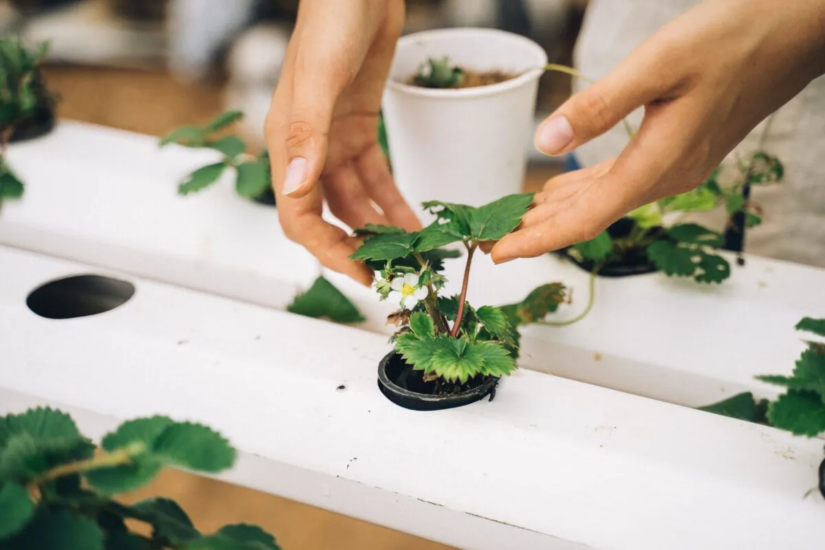 Sanctuary of Love grows their own herbs and use them in all their recipes. (Jonathan Gutierrez)