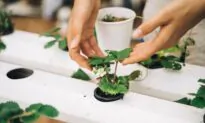 How to Grow Your Own Plant Medicine