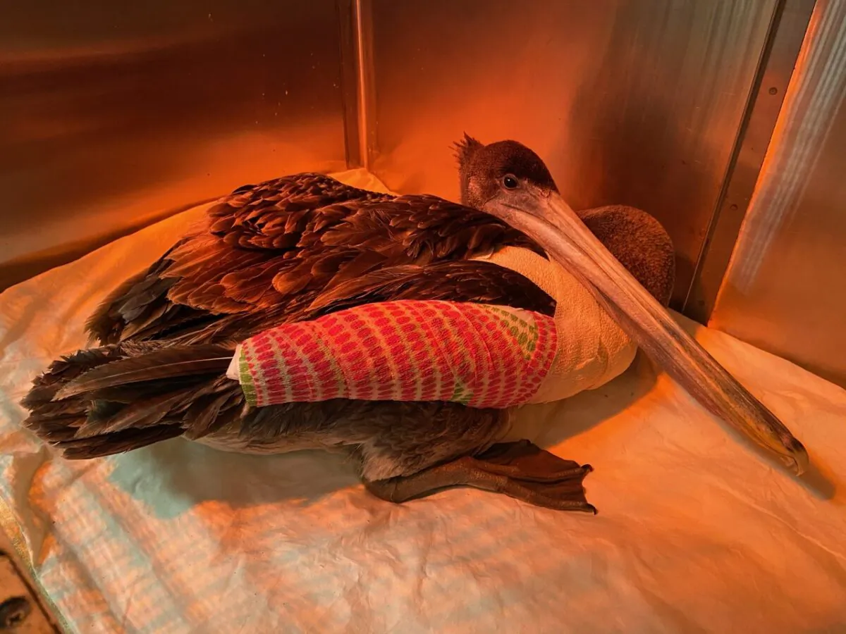 During the past few months, more than 32 pelicans have arrived at the Wetlands and Wildlife Care Center in Huntington Beach. Badly mutilated, fewer than a dozen of the pelicans survived their injuries, which authorities say point to intentional acts. (Courtesy of Wetlands and Wildlife Care Center of Orange County)