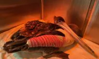 Deadly Attacks on Pelicans Wreak Havoc Along SoCal Coast