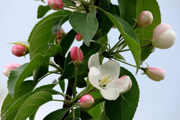 Epoch Times Photo