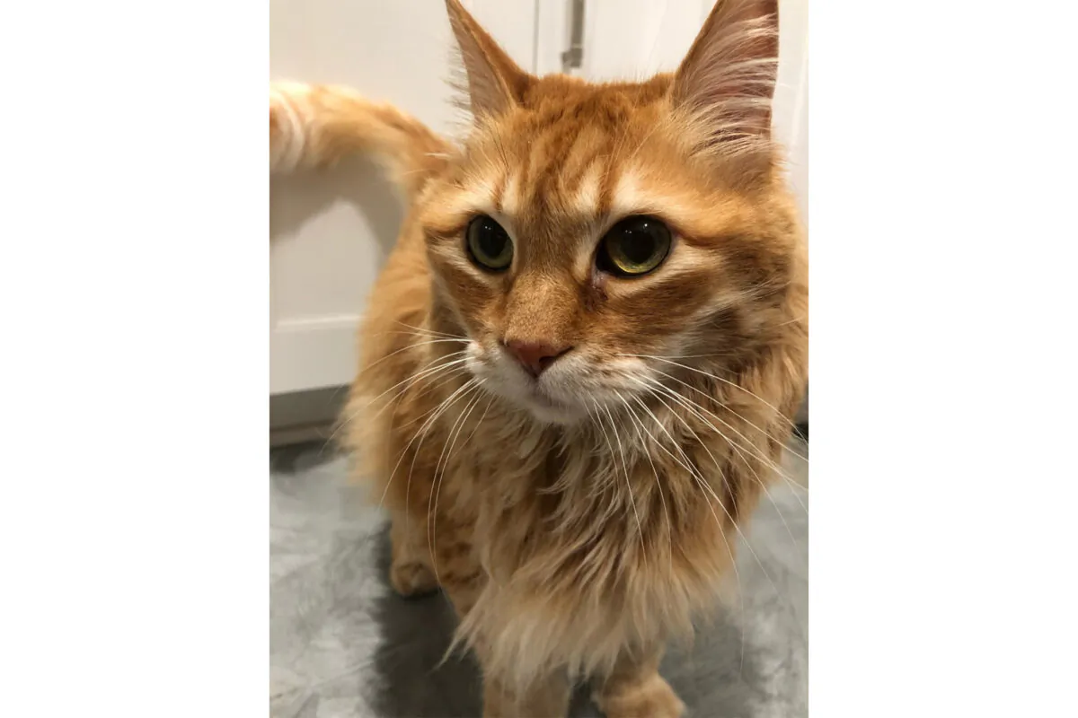An Irvine, Calif., family said their cat, Sam, died in transit during a flight from Los Angeles International Airport and Jordan. (Taya Salman)