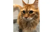 Irvine Family Blames Airline for Cat’s Death During International Flight