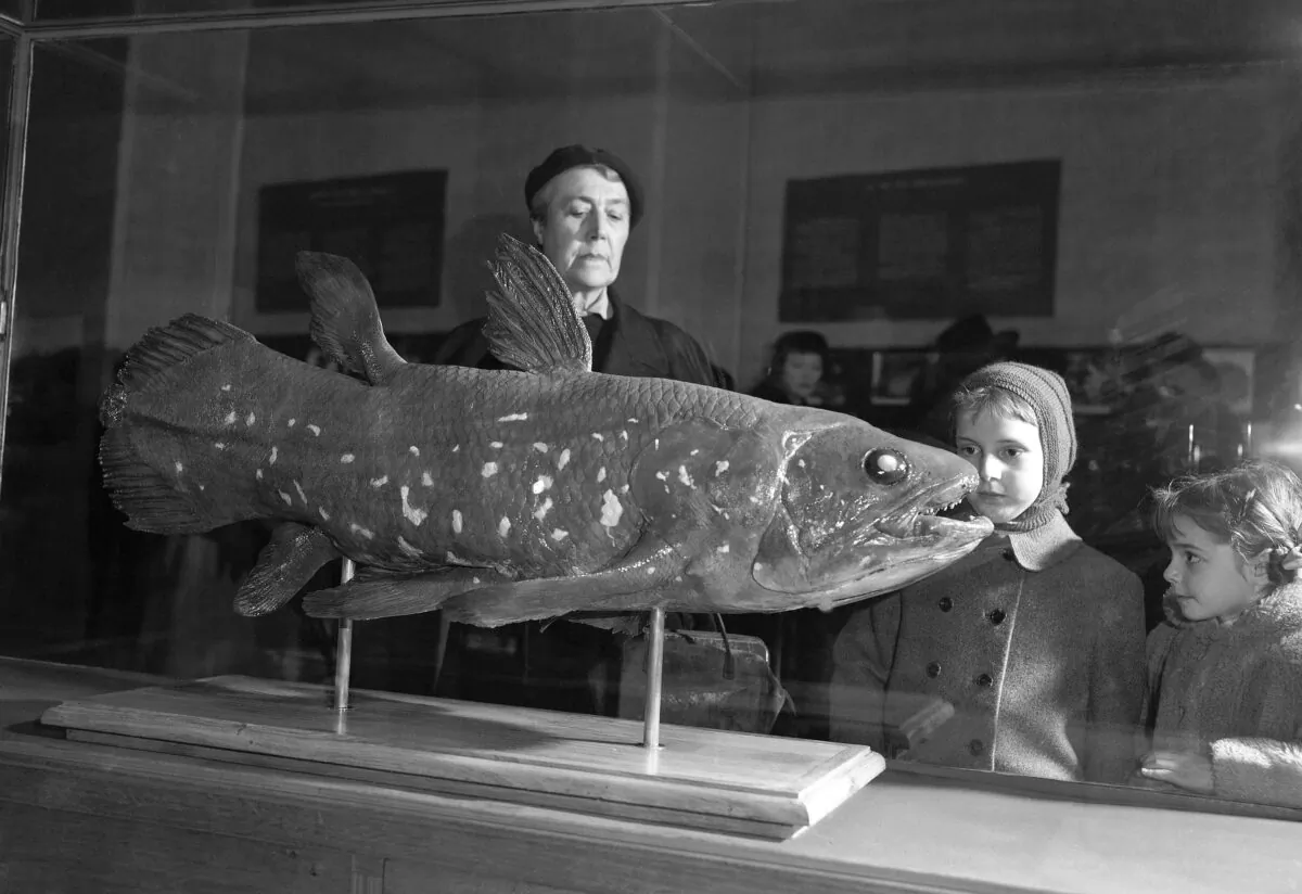 Visitors look at a coelacanth exhibit at the Natural History Museum in Paris, France, on March 21, 1954. (Pierre Godot/AP Photo)
