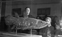 Weird ‘Living Fossil’ Fish Lives 100 Years, Pregnant for 5 Years