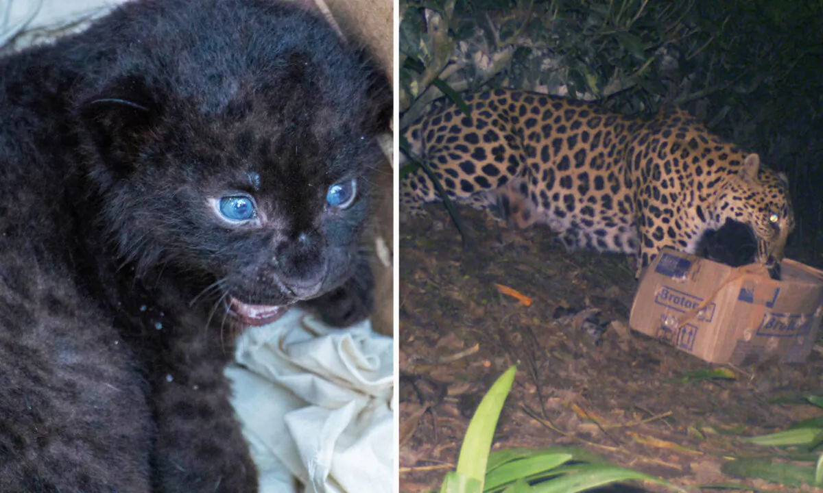 Left: (Courtesy of Imon Abedin-WTI); Right: (Courtesy of Wildlife Trust of India)