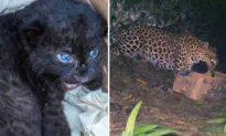 Rescue Team Reunites Leopard Cub With Mom After Finding the Infant Alone on a Tea Estate