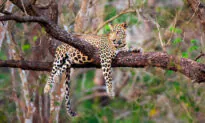 Photographer Snaps Stunning Pictures of Famed Leopard in India Hanging Out Lazily in a Tree