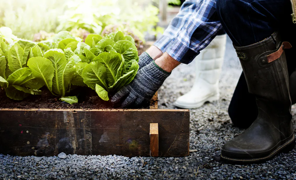 Save on expensive gardening supplies by using cheap, homemade alternatives. (Rawpixel.com/Shutterstock)