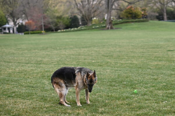 biden-dog-Champ