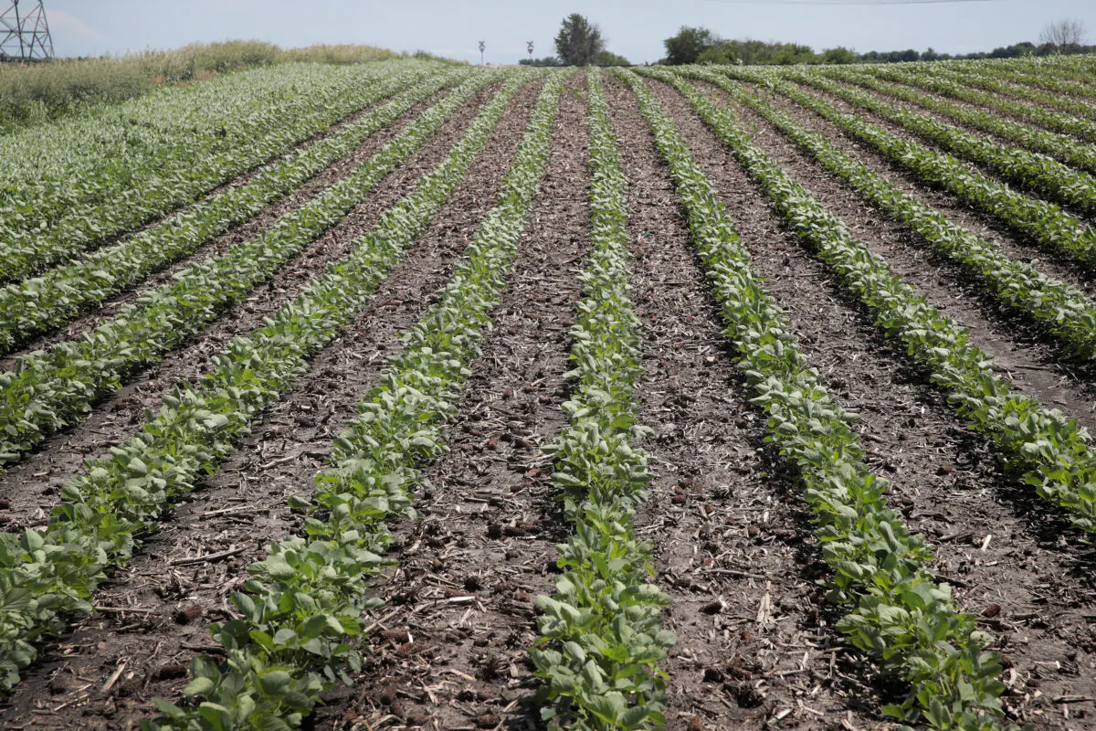 Soybeans grow in a field in Dwight, Illinois on June 13, 2018. (Scott Olson/Getty Images)