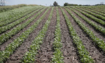 White Illinois Farmers Sue Over Race-Based Farm Loan Relief Program
