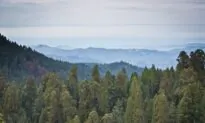 Into The Wild: California’s National Parks Brace for Record Year