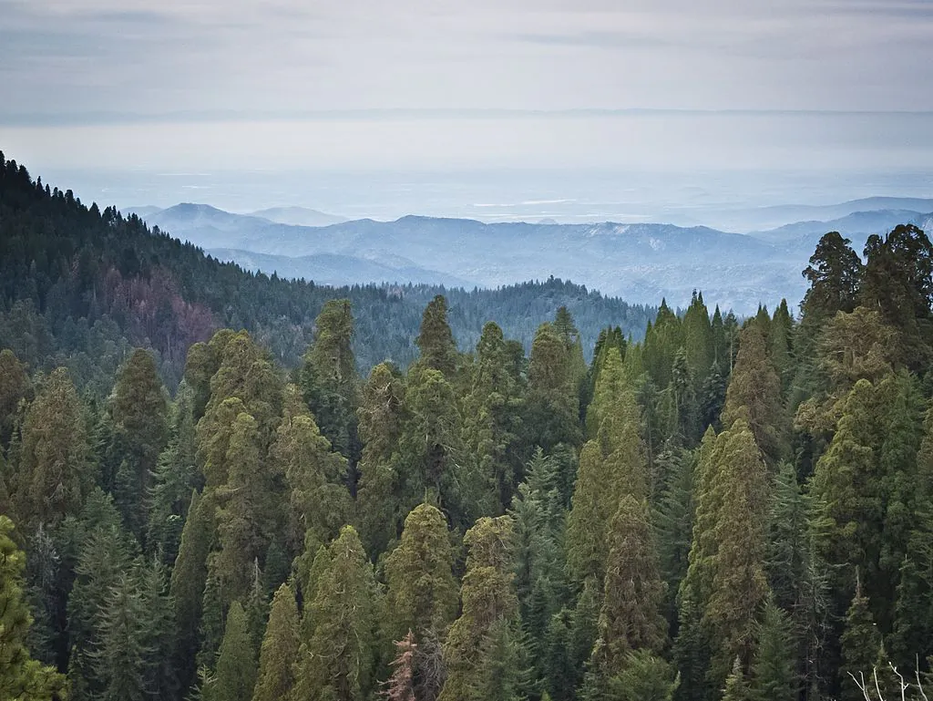 A picture taken March 9, 2014 shows Giant Sequoia trees at the Giant Forest at Sequoia National Park in California. Five of the ten most massive trees on the planet are located within the Giant Forest.  (Mladen Antonov/AFP via Getty Images)