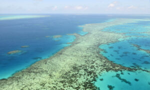 New Wastewater Technology to Clean Great Barrier Reef With Macroalgae