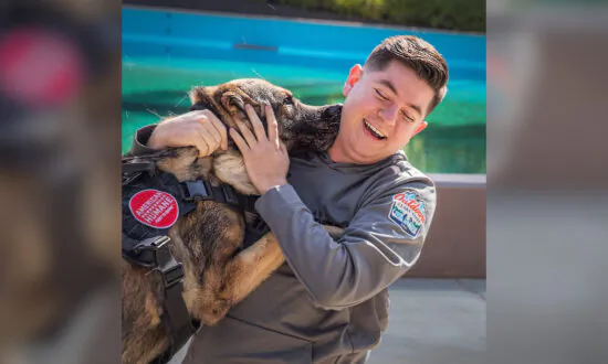 Ex-Army K9 Handler Reunites With Bomb Sniffer German Shepherd for Touching Adoption
