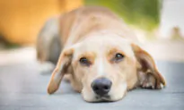 How to Safely Remove a Tick From Your Dog