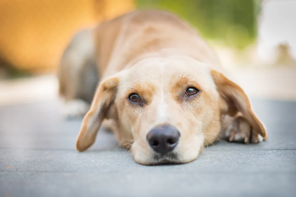 (Tara Lynn and Co/Shutterstock)